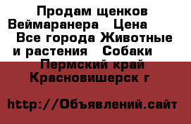 Продам щенков Веймаранера › Цена ­ 30 - Все города Животные и растения » Собаки   . Пермский край,Красновишерск г.